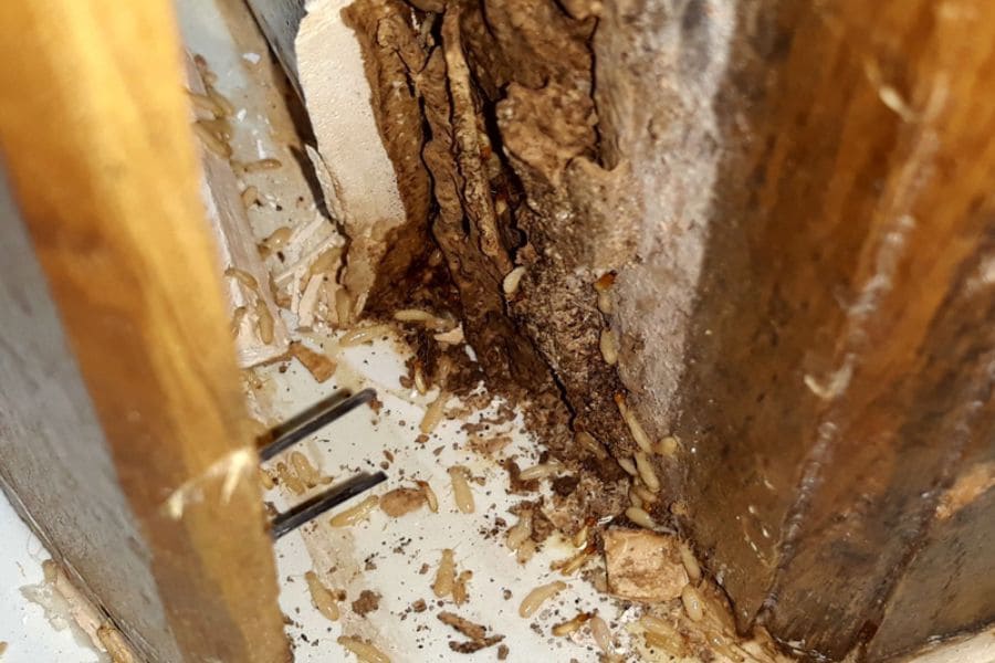 Cách Trị Mọt Gỗ ăn mòn nội thất