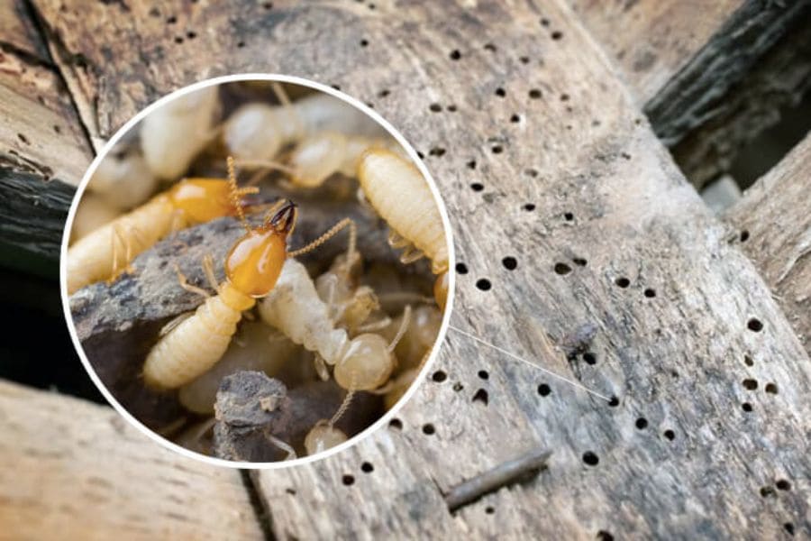 Cách Trị Mọt Gỗ và bảo quản nội thất